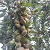 انواع نهال خاص و کمیاب|خدمات باغبانی و درختکاری|سیرجان, |دیوار