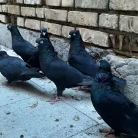 زاغ ابادانی و سو صرب