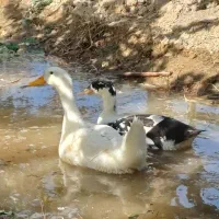 اردک پکنی|حیوانات مزرعه|شاهدشهر, |دیوار