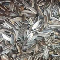 تخمه آفتابگردان مخصوص وانتی وپرنده ای