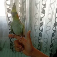 عروس هلندی ماده|پرنده|قرچک, پویینک|دیوار