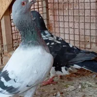 سبز خودمونی و کشکی سیاه فوق درشت