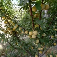 ۳۱۰ متر باغچه دور دیوار شهرکی