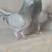 کبوتر پر|پرنده|فرخ‌شهر, |دیوار