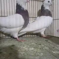 نر ماده طوقی سالم سر حال