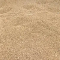 فروش انواع بزره گندم