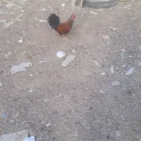 مرغ و خروس|حیوانات مزرعه|چمران, |دیوار