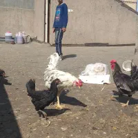 مرغ و خروس گلین خونی