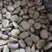 باقله‌شاخ‌بزی|خوردنی و آشامیدنی|ویسیان, |دیوار