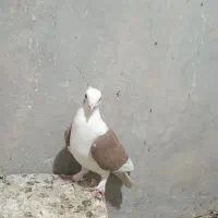 دوکت سرخ گلالی|پرنده|برازجان, |دیوار