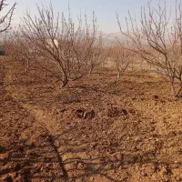 خدمات کشاورزی هرس تیلر سم‌پاشی چال کود