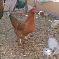 فروش تخم مرغ محلی|خوردنی و آشامیدنی|توکهور, |دیوار