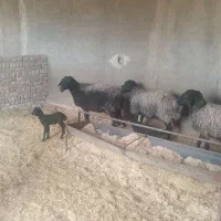 ۴راس میش|حیوانات مزرعه|جوادآباد, |دیوار