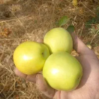 حدود ۱۰تن سیب زرد وقرمز درجه یک و دو