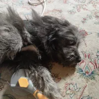 واگذاری سگ شیتزو