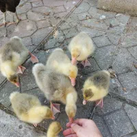 جوجه غاز|حیوانات مزرعه|چابکسر, |دیوار