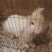 خرگوش|موش و خرگوش|رباط‌کریم, شهرک صنعتی نصیرآباد|دیوار