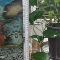 آکواریوم  کاملا سالم بدون وسایل