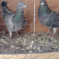 دوتا کفتر خوب پلاکی فروشی