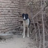 واگذاری سرابی|سگ|بستان آباد, |دیوار