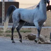 سیلمی بن ساروخ|اسب و تجهیزات اسب‌سواری|اهر, |دیوار