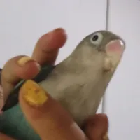 طوطی گم شده