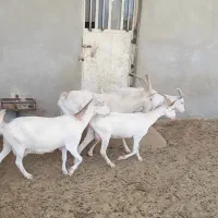 ۳ بز سانن ۱ نر بز|حیوانات مزرعه|شیراز, درکی|دیوار