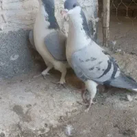 کبوتر لچکی مهر