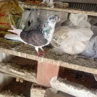 من این کبوتر رو گم کردم