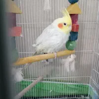 عروس هلندی