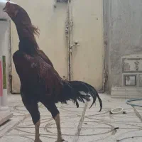 خروس لاری اصیل