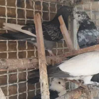 کفتر|پرنده|تهران, شهرک فردوس (حسینی)|دیوار