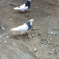 کبوتر رنگی