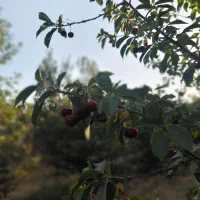 زمین-کشاورزی-فروش-باغ