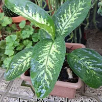 گل و گیاه زیبا|گل و گیاه طبیعی|بندر ترکمن, |دیوار