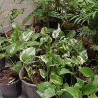 گل و گیاه آپارتمانی|گل و گیاه طبیعی|کازرون, |دیوار