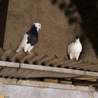 کفتر جفت دهنجور  پرشی معاوضه