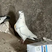 11 عدد کفتر فروشی