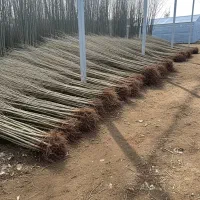 آینده سبز از همین امروز شروع می‌شود