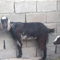 باسلام احترام یک بز ماده