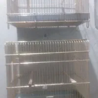 سهره نر|پرنده|خوی, |دیوار