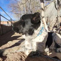 لاس خراسانی آلابای قدرجونی سرابی|سگ|خمینیشهر, |دیوار