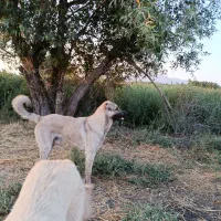 سگ محلی|سگ|خوی, |دیوار