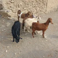 فروش ۸ راس بزغاله و بره|حیوانات مزرعه|ملایر, |دیوار