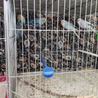 مرغ عشق زیبا|پرنده|بروجن, |دیوار