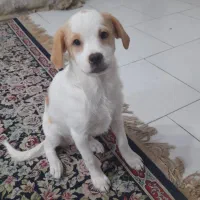 سگ نژاد دار