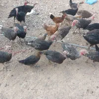 بوقلمون
