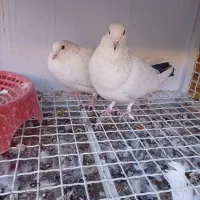 چند عدد کبوتر دورگ وپلاکی کمیاب آس|پرنده|لنجان, |دیوار