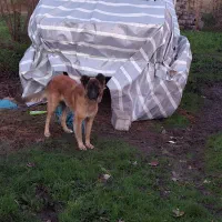 سگ ژرمن میکس سرابی|سگ|رشت, حومه رشت|دیوار