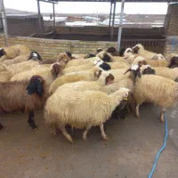 گوسفند میش وبره.|حیوانات مزرعه|زاغه, |دیوار